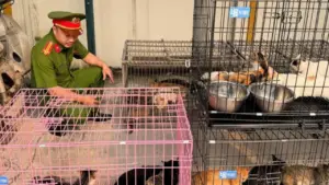 Bắt nhóm trộm mèo ở Hà Nội