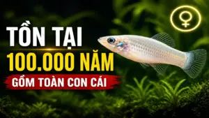 Bí mật của loài cá duy nhất toàn con cái, đã tồn tại 100.000 năm