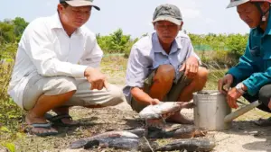 Cá chết hàng loạt gần công trình mở rộng sân bay Cà Mau