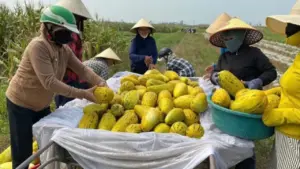 Chung sức bán 10 tấn dưa giúp người phụ nữ bị gãy chân