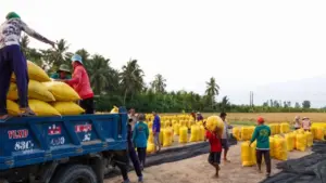 Đội nắng vác lúa mùa gặt, lao động miền Tây 'ai mệt thì anh em đỡ cho'
