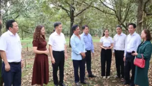 Đồng Nai: Kết nối, xây dựng chuỗi liên kết bền vững cho 'vua của các loại trái cây'