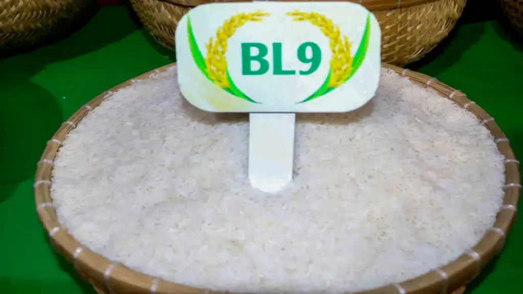 Gạo BL9 lúa tôm Cà Mau đoạt giải gạo ngon nhất Đồng bằng sông Cửu Long