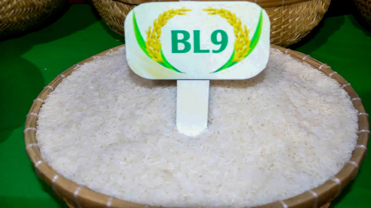 Gạo BL9 lúa tôm Cà Mau đoạt giải gạo ngon nhất Đồng bằng sông Cửu Long