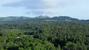 Gia Lai chuyển hơn 52ha rừng làm đường kết nối cao tốc