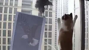 Khốn đốn vì bị chim 'trả thù'