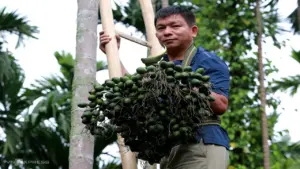 Lão nông biến vườn cau thành 'kho' dược liệu quý