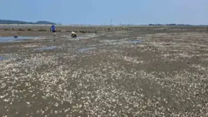 Lấy mẫu phân tích nguyên nhân ngao chết bất thường ở Hà Tĩnh