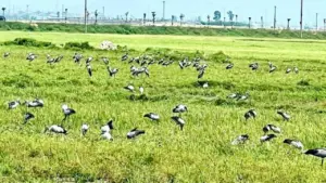 Loài chim quý hiếm trong Sách đỏ Việt Nam xuất hiện ngoài đồng, người dân tò mò