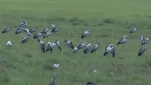 Loài chim quý trong Sách Đỏ bất ngờ tụ đàn hàng trăm con ở Hà Tĩnh