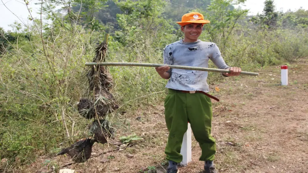 Mùa săn trứng kiến ở miền núi Quảng Trị