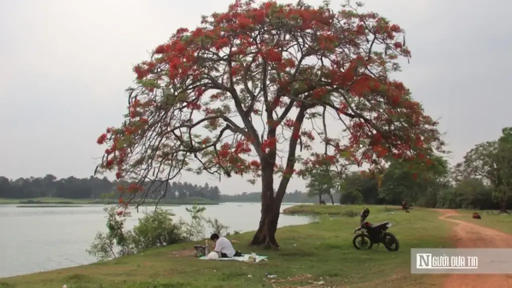 Người dân đổ về ngắm "cây phượng đẹp nhất Hà Nội"