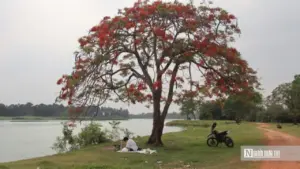 Người dân đổ về ngắm "cây phượng đẹp nhất Hà Nội"