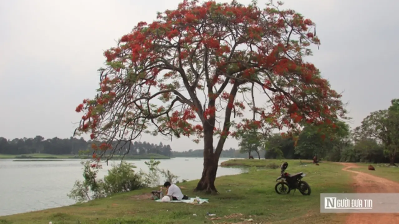 Người dân đổ về ngắm "cây phượng đẹp nhất Hà Nội"