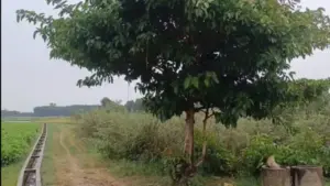 Người đàn ông bị sét đánh tử vong khi đang chở lúa ngoài đồng