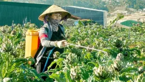 Những mùa atiso của tuổi thơ