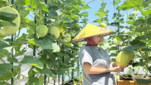 Thu hoạch hàng trăm quả dưa từ thùng xốp, chậu nhựa trên sân thượng