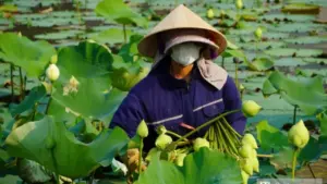 Trồng cây “nở là hái ra tiền”, cặp vợ chồng ở Nghệ An thu tiền triệu mỗi ngày