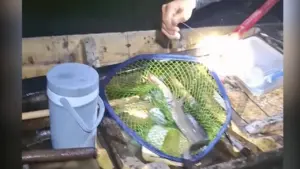 Trúng mánh cá ngát khi thăm câu đêm trên sông
