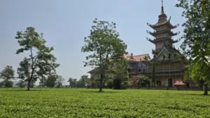Vì sao Gia Lai kiên quyết giữ 62 ha chè Biển Hồ dù sản xuất thua lỗ?