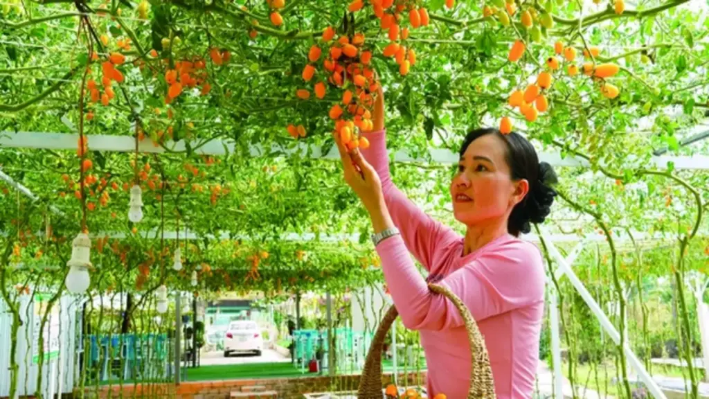 Xã Hồ Thị Kỷ chuyển hướng sản xuất nông nghiệp thích ứng biến đổi khí hậu