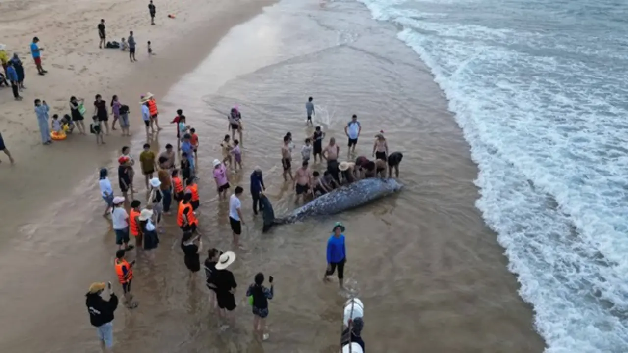 400 người đưa tang cá Ông sau nỗ lực giải cứu bất thành