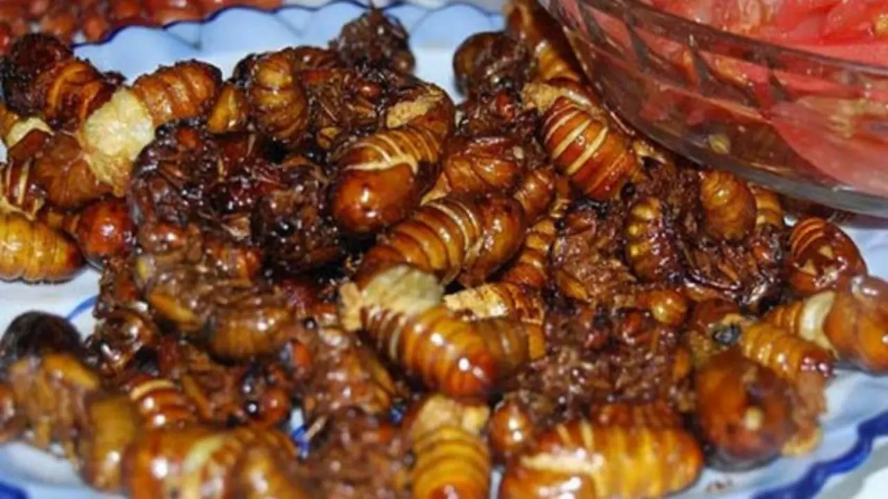Ăn ve sầu, nhiều người dân miền núi Quảng Trị ngộ độc