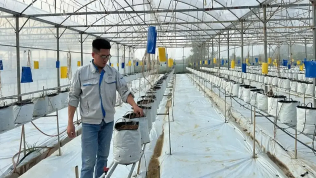 "Bỏ phố về quê" làm nông nghiệp, chàng trai xứ Nghệ thu tiền tỷ mỗi năm