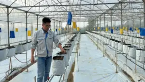 "Bỏ phố về quê" làm nông nghiệp, chàng trai xứ Nghệ thu tiền tỷ mỗi năm