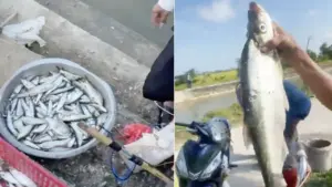 Cá chết hàng loạt, xã khuyến cáo người dân không vớt về ăn