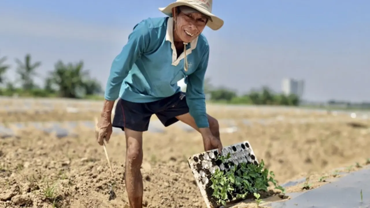 Chuyện ít biết về nghề "phu dưa" phiêu bạt, gieo ước mơ hy vọng