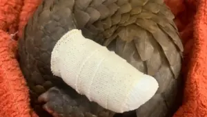 Con tê tê tên 'Trường' và ca phẫu thuật tháo khớp ở Vườn quốc gia Cát Tiên