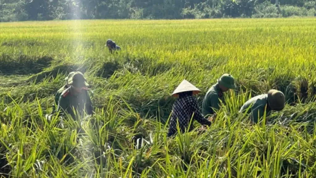Công an đội mưa xuống đồng cứu lúa và "lá đơn cảm ơn" khiến ai đọc cũng ấm lòng