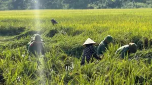 Công an đội mưa xuống đồng cứu lúa và "lá đơn cảm ơn" khiến ai đọc cũng ấm lòng