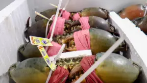 Cua biển Cà Mau tăng hơn 100.000 đồng/kg, chạm mốc 700.000 đồng/kg