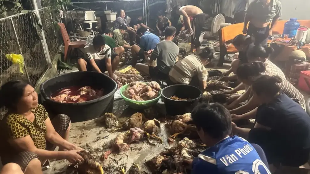 Dân làng 'giải cứu' 500 con gà chết ngạt giúp hàng xóm