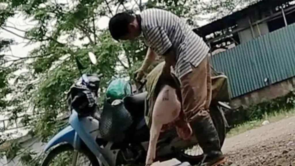 Đình chỉ công tác 2 cán bộ thú y 'nhờ chủ lò mổ đóng dấu kiểm dịch’