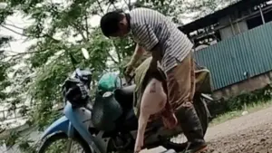Đình chỉ công tác 2 cán bộ thú y 'nhờ chủ lò mổ đóng dấu kiểm dịch’