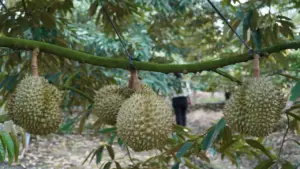 Đồng Tháp tháo gỡ điểm nghẽn cho ngành hàng sầu riêng