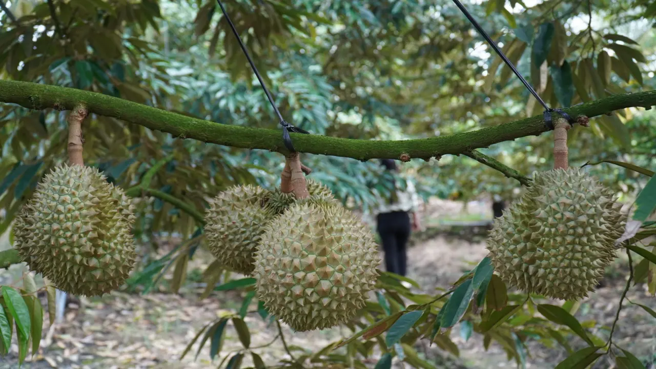 Đồng Tháp tháo gỡ điểm nghẽn cho ngành hàng sầu riêng