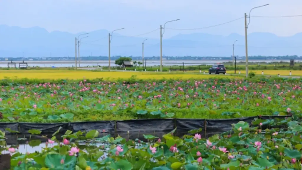 Hồ sen trước một ngôi làng ven biển ở Huế đẹp như tranh