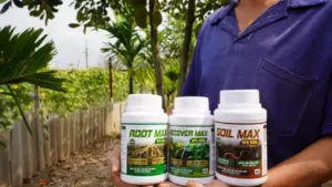 Hồi sinh vườn cây suy kiệt: Tại sao bộ rễ là chìa khóa của năng suất?