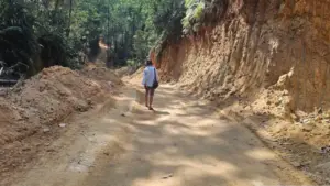Huế lập tổ kiểm tra vụ khai thác gần 40ha rừng chưa đủ hồ sơ pháp lý