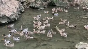Khởi nghiệp từ đàn vịt cổ bơi suối, 8X vùng cao tạo thu nhập hàng trăm triệu đồng