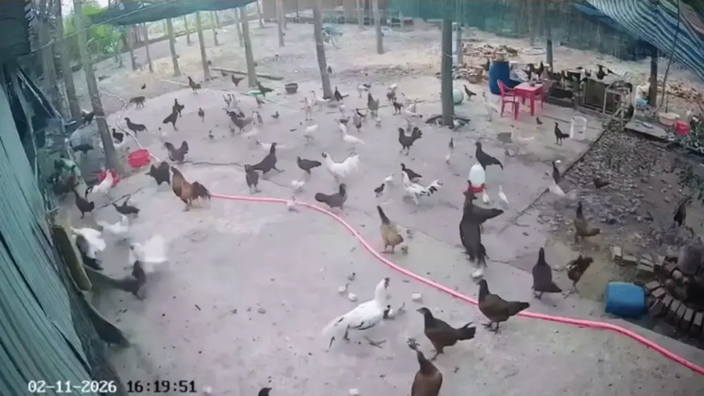 Lạc vào 'lãnh địa' gà, chim lạ bị đánh hội đồng