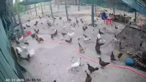 Lạc vào 'lãnh địa' gà, chim lạ bị đánh hội đồng
