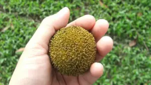 Loại quả quê nhìn lạ mắt mọc bờ rào nay "lên đời" đặc sản, giá 120.000đ/kg