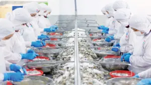 Mỹ giảm nhập thủy sản Việt Nam, Trung Quốc tăng mua 50% tôm hùm, cá tra, cua