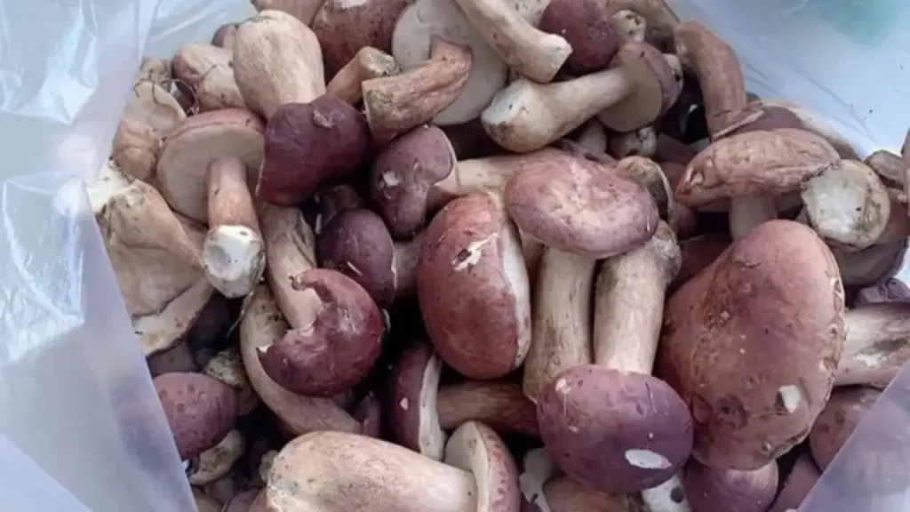 Nấm tràm có lợi gì cho sức khỏe? Bác sĩ lưu ý nhóm người cần hạn chế