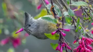 Ngắm những bức ảnh động vật hoang dã gây cười trong giải thưởng quốc tế